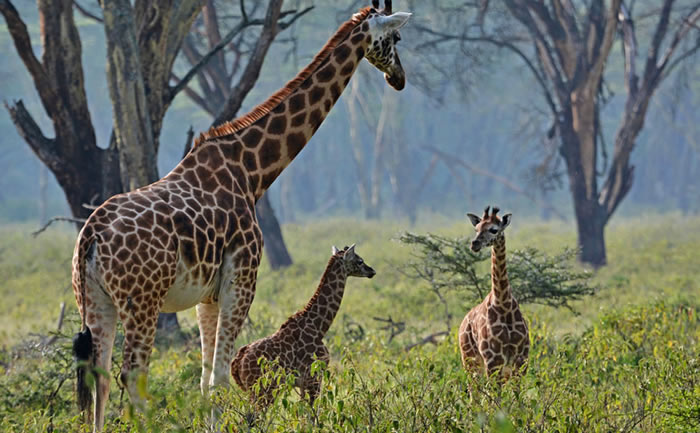 4 days mara lake nakuru featured