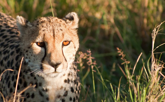 4-days-masai-mara featured