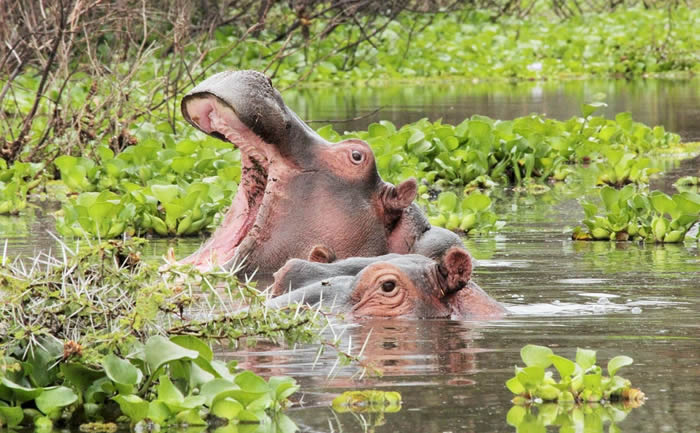 5 Days Masai Mara, Lake Naivasha, Lake Nakuru Featured